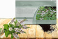Outsidepride Peppermint Seeds for Planting - 2000 Pcs Perennial Compact Growth, Easy to Grow Herb Seeds w/Aromatic Foliage for Culinary Uses, Herbal Remedies & Wellness, Ideal for Container Gardening