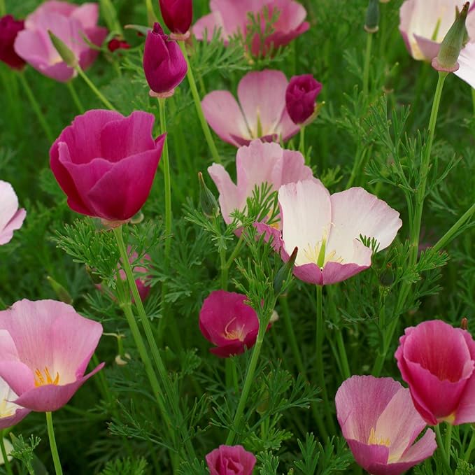 Outsidepride Purple Gleam California Poppy Seeds - 5000 Pcs. Annual, Drought-Tolerant & Easy to Grow Eschscholzia Wildflower Seeds for Vibrant Purple Blooms, Ideal for Borders & Pollinator Gardens