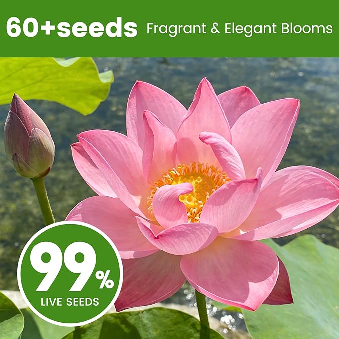60 PCS Lotus Seeds for Planting in Water - Mixed Color Bowl Lotus Seeds, Aquatic Plant Water Lily Seeds for Indoor Bonsai, Outdoor Ponds & Garden, Unique Gift for Mother, Women, Mom, Friend, Her