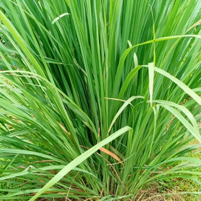 Lemon Grass Seeds 100 Seeds Cochin Malabar Grass Non-GMO Heirloom Culinary Herb for Planting Garden Outdoor Easy to Grow