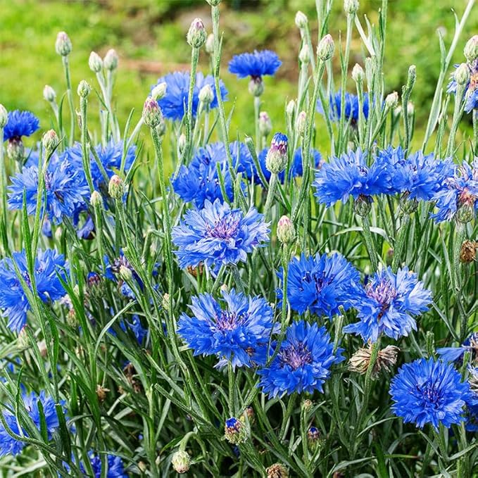 3200+ Mix Cornflower Seeds for Planting-Non-GMO Heirloom Plant Seeds Garden Outdoor
