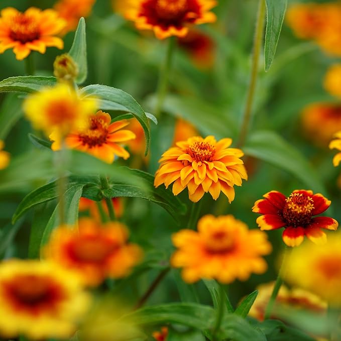 Eden Brothers Mexican Zinnia Seeds - Persian Carpet, Non-GMO Seeds for Planting, 1/4 lb | Low-Maintenance Flower Seeds, Plant During Spring, Zones 3, 4, 5, 6, 7, 8, 9, 10