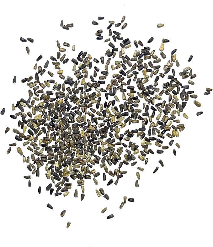 Seed Needs Garnet Stem Dandelion Seeds for Planting - Non-GMO, Heirloom & Untreated Edible Herbs - Grow Your own Food for Tortoises, Rabbits & Bearded Dragons (2 Packs)