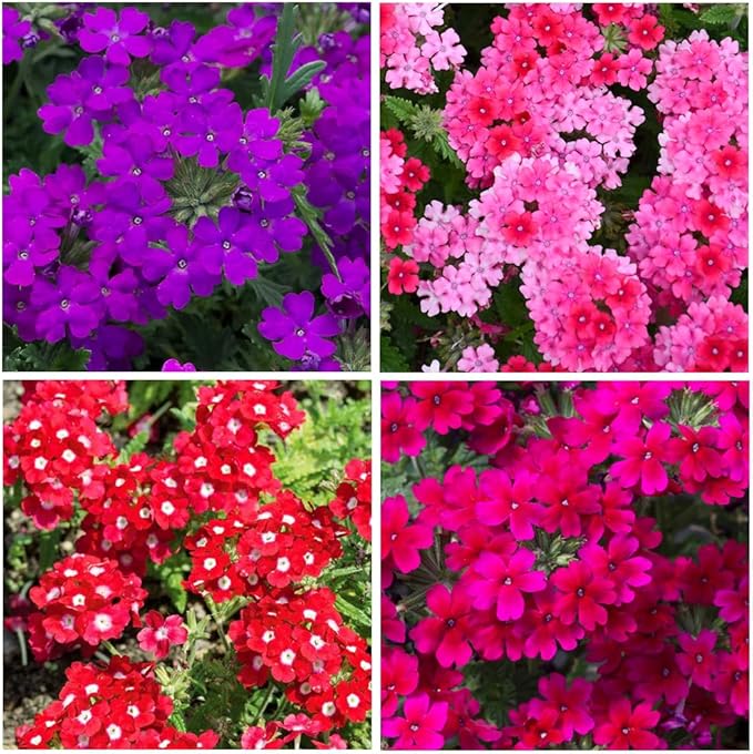 300+ Perennial Verbena Flower Seeds for Planting Outdoors -Verbena Flower Garden Seeds Non-GMO Heirloom