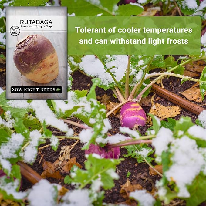 Sow Right Seeds - American Purple Top Rutabaga Seeds for Planting - Non-GMO Heirloom Packet with Instructions to Grow an Outdoor Home Vegetable Garden - Yellow Flesh Rutabaga - Sweet Root Crop (2)
