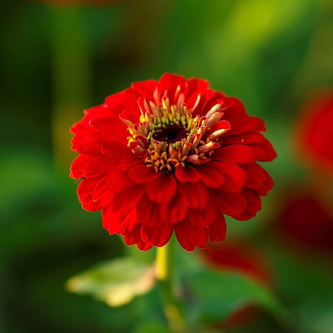 Eden Brothers Zinnia Seeds - Scarlet Flame, Non-GMO Seeds for Planting, 1 oz | Low-Maintenance Flower Seeds, Plant During Spring, Zones 3, 4, 5, 6, 7, 8, 9, 10