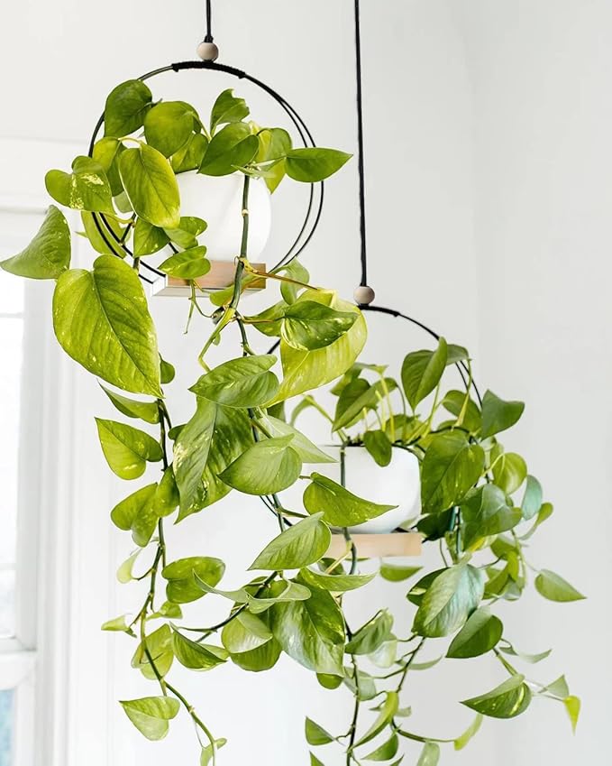 Plant Hangers Indoor with Wood Base -2 Pack Boho Macrame Hanging Plant Holder for Indoor Plants Hanging Planter for Wall/Window/Room Decor Black (Pot & Plant Not Included)