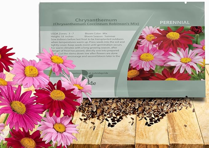 Outsidepride Robinson's Mix Chrysanthemum Seeds - 10000 Pcs. Perennial, Drought Tolerant Flower Seeds for Planting in Pollinator Gardens, Cut Flowers & Low Maintenance Landscaping