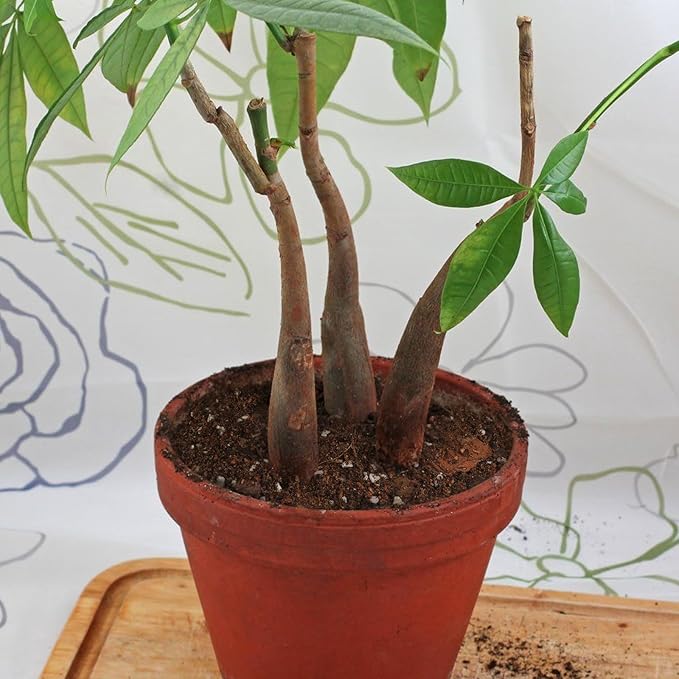 Doter Organic Money Tree Soil Mix 10qt, Indoor Plants Potting Mix for All Potted Money Tree, Grow Healthy houseplants Indoors