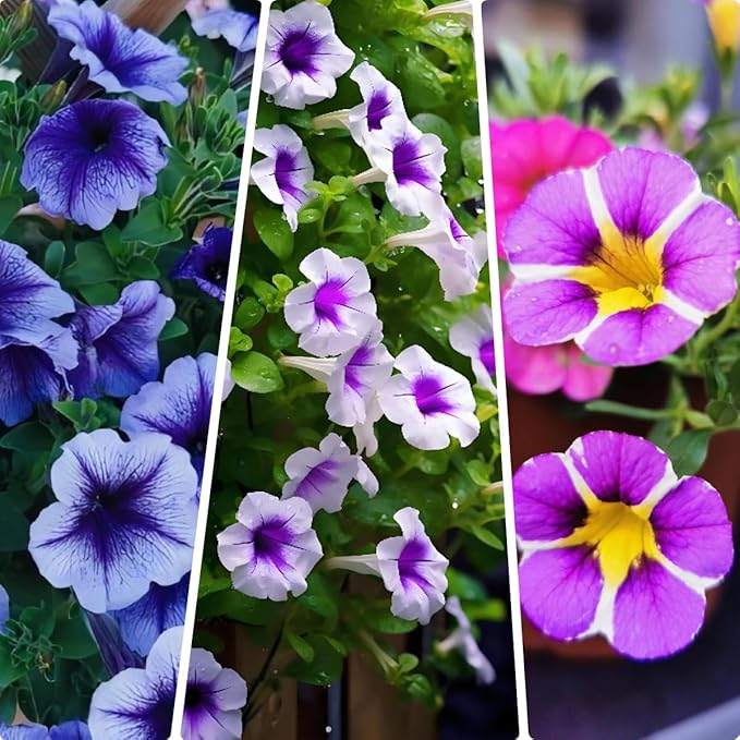 Hanging Petunia Seeds 300PCS – Trailing Flower Variety Bright & Fragrant Pollinator-Friendly Flowers for Summer Gardens
