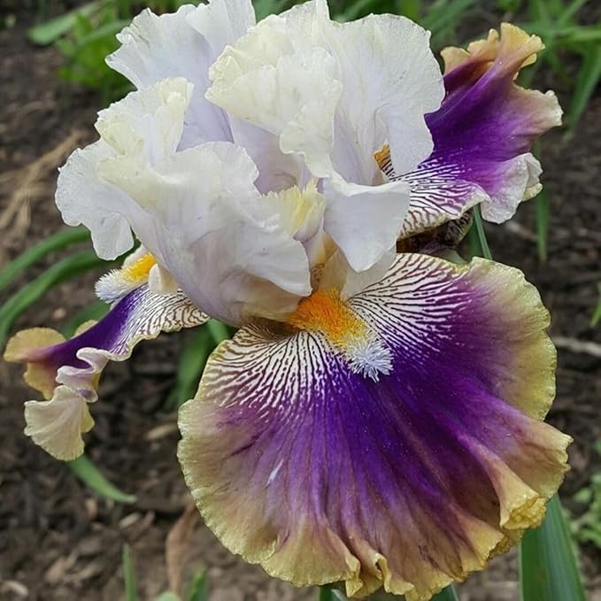 300+ Rare Iris Seeds for Planting - Mixed Iris Flower Seeds Exotic Perennial Flower Non-GMO Heirloom Garden Outdoor