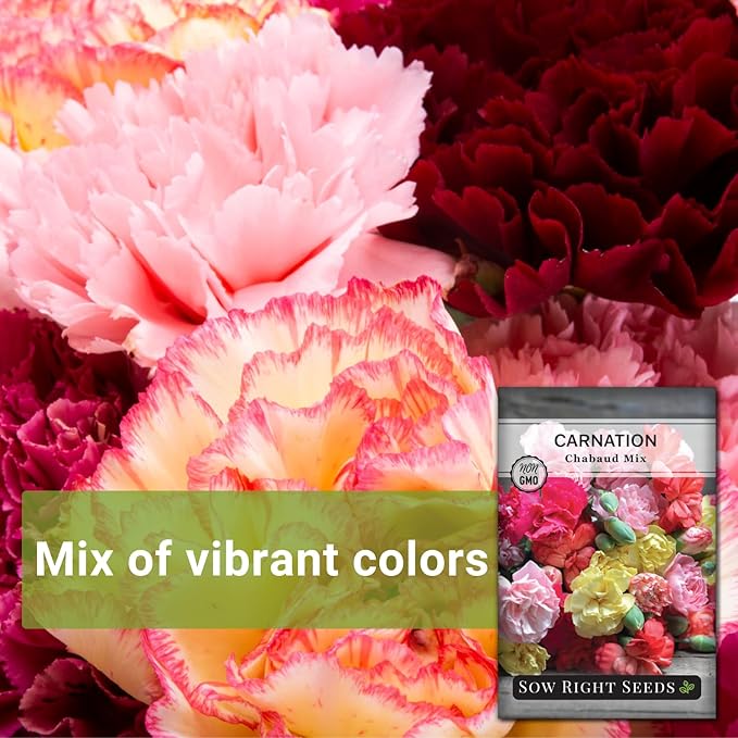 Sow Right Seeds - Chabaud Mix Carnation Seeds for Planting - Non-GMO Heirloom Dianthus Variety Ideal for Outdoor Gardens - Grow Large Carnation Plants - Easy to Sow and Bloom Beautiful Flowers (4)