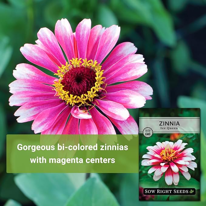 Sow Right Seeds - Zinnia Ice Queen Flower Seeds for Planting - Beautiful Flowers to Plant in Your Garden - Non-GMO Heirloom Seeds - Pink with White Tips Variety - Attract Pollinators - Cut Flower (3)