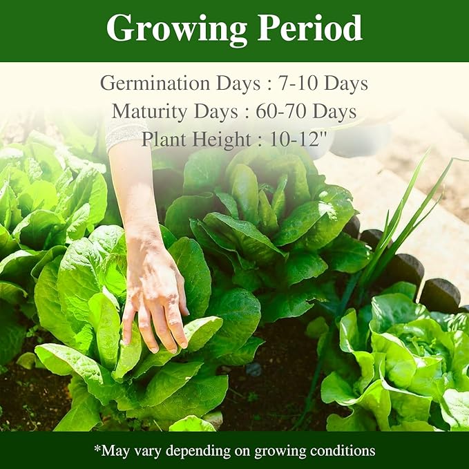 Romaine Lettuce Seeds Parris Island Vegetable Seeds for Indoor Hydroponic & Outdoor Gardens, Non-GMO 7000 Seeds for Planting, High Germination, Grown in USA(Lactuca Sativa)