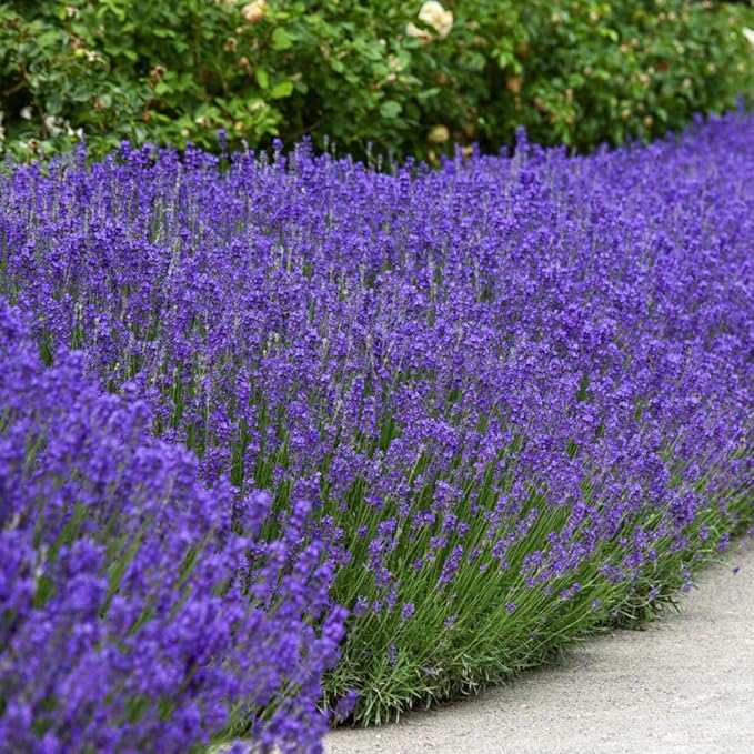 Outsidepride English Lavender Seeds - 5000 Pcs Perennial, Drought-Tolerant & Pollinator Friendly Herb Seeds for Planting Fragrant and Delicate Flowers with Lavender Blooms for Xeriscaping Gardens