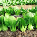 ZEshops Chinese Cabbage Seeds for Planting – 1000 Seeds Fast Growing Leafy Vegetable Seeds for Outdoor Garden or Containers, Easy to Grow Home Garden Seeds