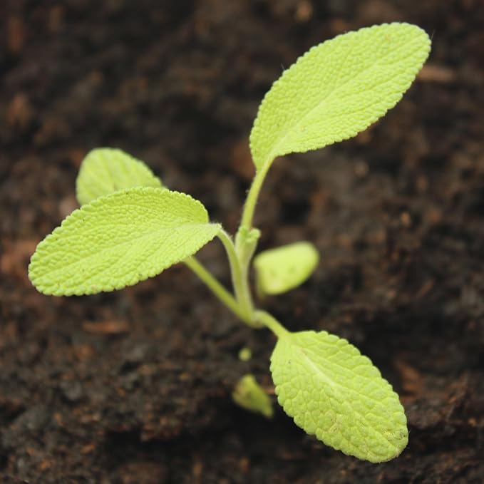 Seed Needs Sage Seeds for Planting Broad Leaved Herbs - Non-GMO Heirloom & Untreated Culinary Herb Seed to Plant a Home Grown Garden Indoors or Outdoors (2 Packs)