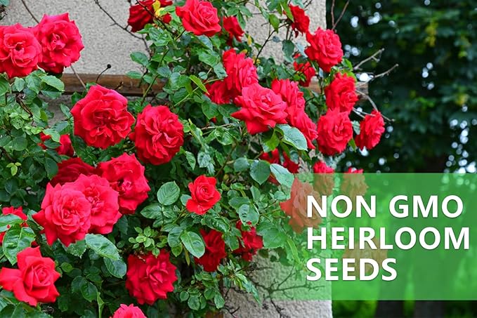 600+ Mix Climbing Rose Seeds for Planting Outdoors Ornamental Vine Rosas Bush Vine Climber Long-Blooming Garden Decoration