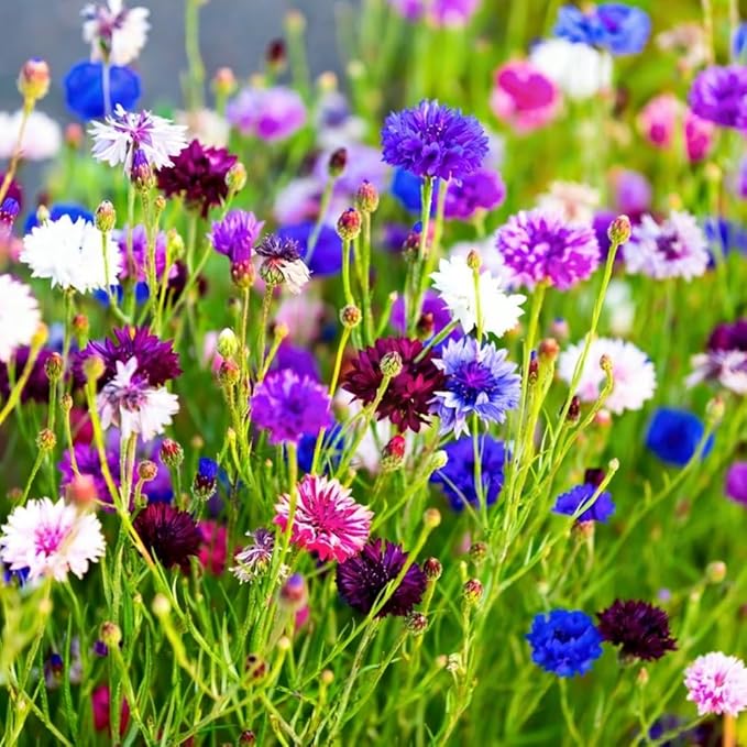 1107+ Perennial Cornflower Seeds Mix for Planting,Dwarf Colorful Cornflower Seeds Corn Flowers Seed Non-GMO Heirloom Plant Seed Home Garden