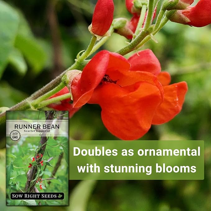 Sow Right Seeds - Scarlet Emperor Runner Bean Seeds for Planting - Non-GMO Heirloom Packet with Instructions to Plant & Grow an Outdoor Home Vegetable Garden - Tall and Fast Growing Vining (1)