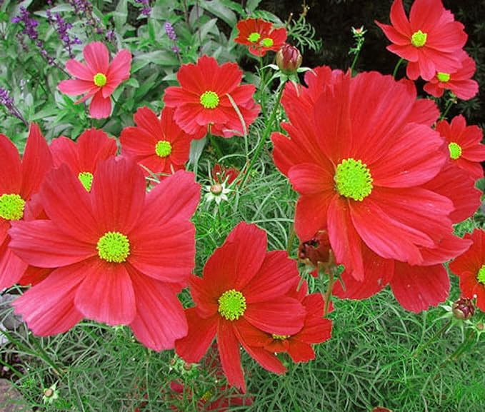 Low Rainfall, Dry Area Wildflower Seed Mix - 13 Varieties of Annuals and Perennials