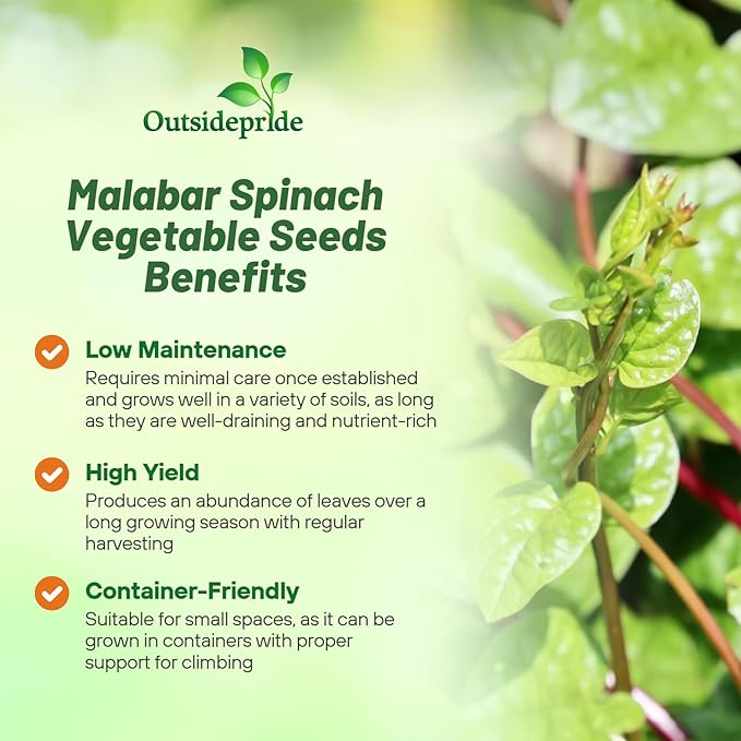 Outsidepride Basella Rubra Malabar Spinach Seeds - 200 Pcs. Perennial, Humid & Heat-Tolerant, Nutrient-Rich Herb Seeds for Planting Edible Vegetables, Ideal for Cooking & Edible Landscaping