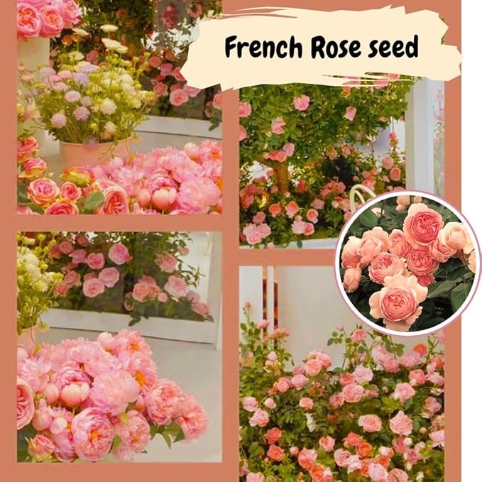 300+ Mixed Climbing Rose Seeds for Planting Outdoors-Hybrid Rare Rose Flower Seeds to Plant,Non-GMO Heirloom Home Great Garden Vine Home Landscape