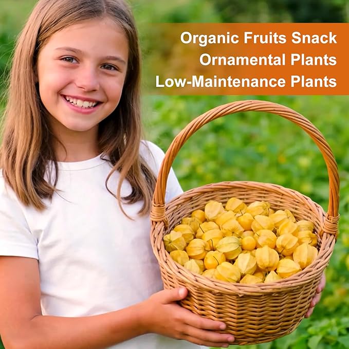 3000+ Ground Cherry Seeds for Planting, Heirloom Fruit Seeds for Outdoor Vegetable Garden, Open-Pollinated, Sweet Pineapple Ground Husk Cherry Tomatoes - Physalis pruinosa