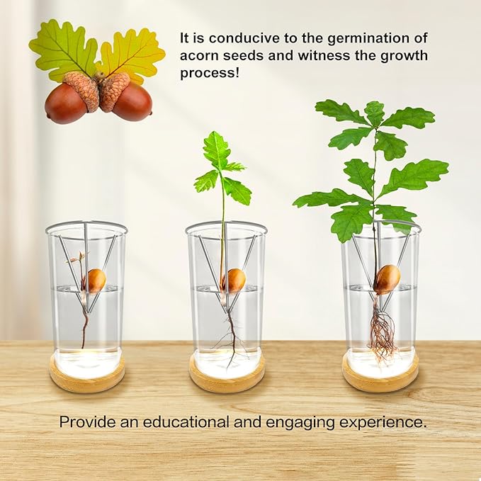 Glass Acorn Sprouting Seed Starter Vase - Acorns Tree Growing Kit with Base, Hydroponics Terrariums Pot Deco Indoor Unusual Gift for Gardening Lovers (Not Included Acorn