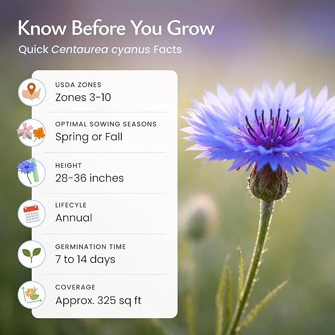 Created By Nature, Bachelor Button Seeds Tall Blue, Cornflower Seeds, Non-GMO and Pollinator-Friendly, 5,562 Annual Wildflower Seeds, Covers 325 sq. ft. (Centaurea cyanus)