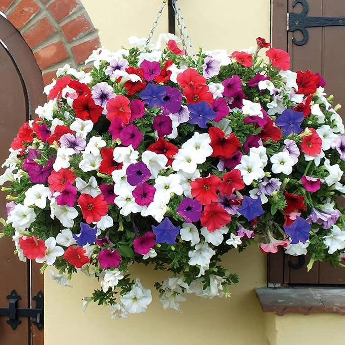 5100+ Petunia Seeds Grandiflora Flowers Mixed Rainbow Color for Bonsai Planting Home Garden House Plant Flower Seed Mix Color