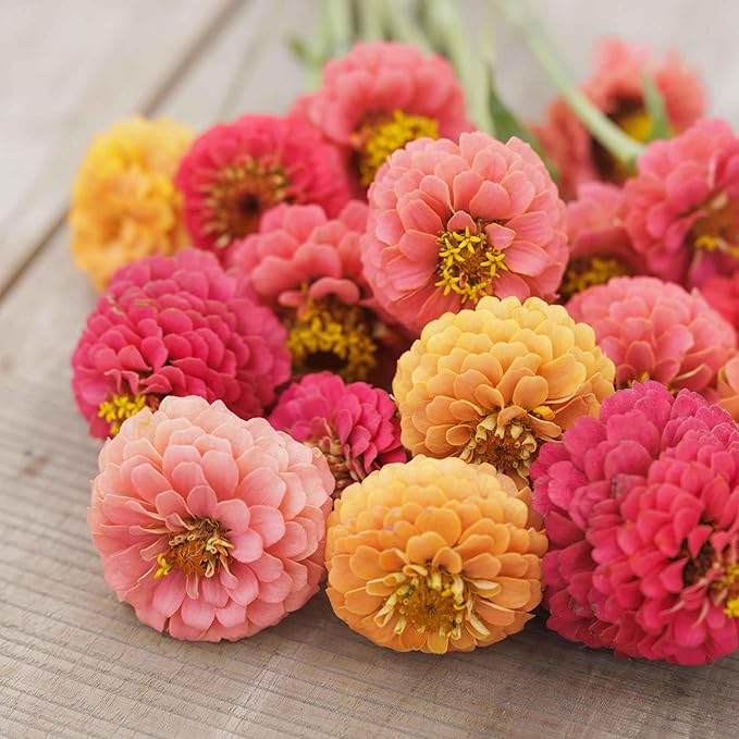 Eden Brothers Zinnia Seeds - Lilliput Salmon, Non-GMO Seeds for Planting, Packet | Low-Maintenance Flower Seeds, Plant During Spring, Zones 3, 4, 5, 6, 7, 8, 9, 10