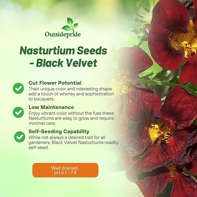 Outsidepride Tom Thumb Black Velvet Nasturtium Seeds - 200 Pcs Annual, Easy to Grow & Versatile, Flower Seeds for Planting Vibrant Blooms, Ideal for Gardens, Borders, and Pollinator Gardens