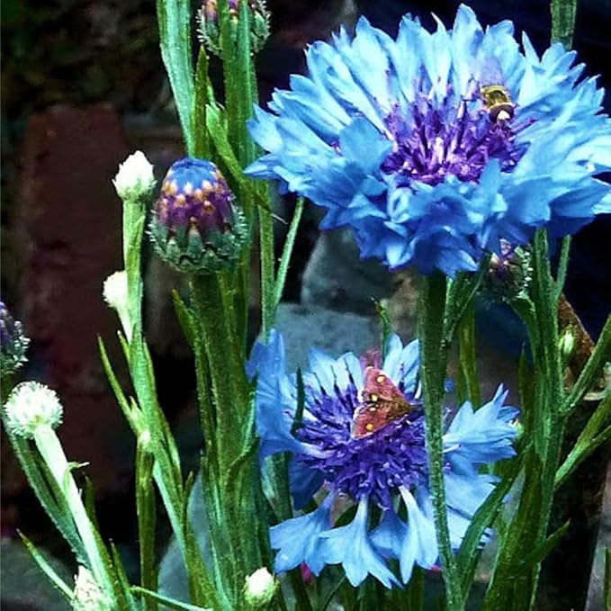 1008+ Dwarf Colorful Cornflower Seeds Perennial, Cornflower Seeds Mix for Planting, Corn Flower Seed Non-GMO Heirloom Plant Seed Gardens Outdoor