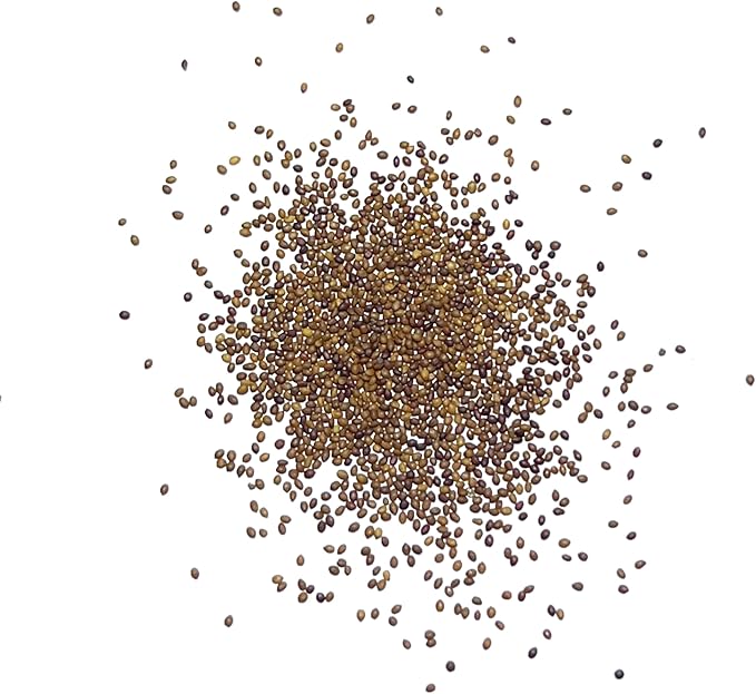 Seed Needs Sweet Marjoram Seeds for Planting - Heirloom, Non-GMO & Untreated - Perennial Culinary & Medicinal Herbs for Indoor/Outdoor Growing (1 Pack)