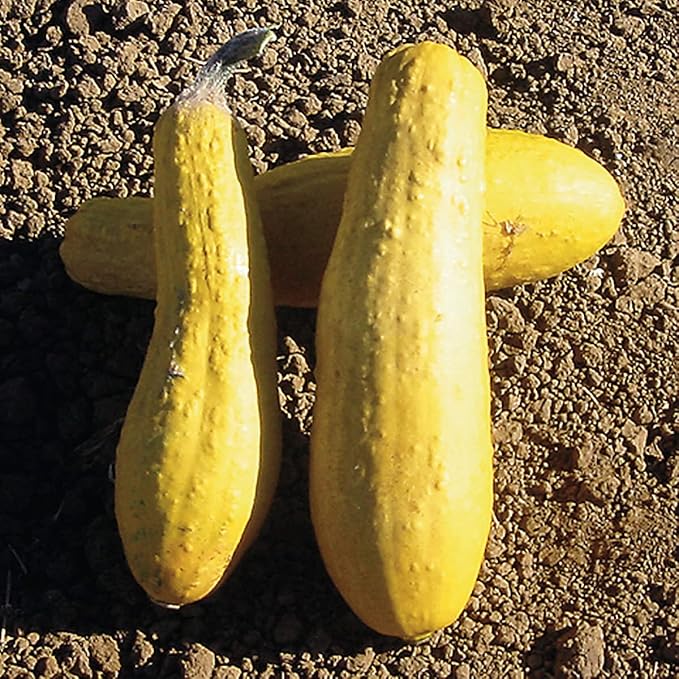 25 Yellow Early Prolific Straightneck Summer Squash Seeds for Planting. Non GMO and Heirloom. 2.5 Grams of Seeds. Garden Vegetable Survival