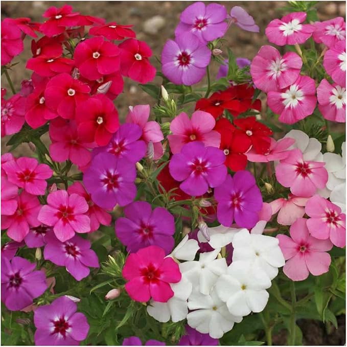Seed Needs Annual Phlox Seeds for Planting a Colorful Mixture of Flowers - Heirloom & Open Pollinated Wildflowers to Attract Butterflies and Other Pollinators to an Outdoor Garden (2 Packs)