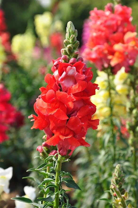 6000 Pcs Snapdragon Seeds for Planting Outdoor Garden, Snap Dragon Seeds for Planting Flowers, Pollinator-Friendly Color Mix, Annual Antirrhinum Majus
