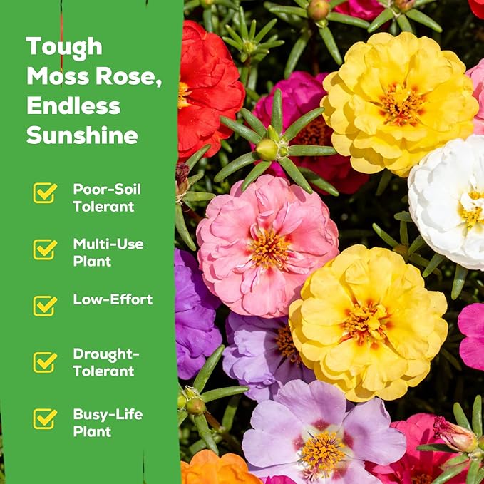 Moss Rose Seeds for Planting, 24,000+ Annual Flower for Ground Cover Flower Seeds, Heirloom Variety, Easy to Grow, Portulaca Seeds to Plant Outdoors Garden Containers