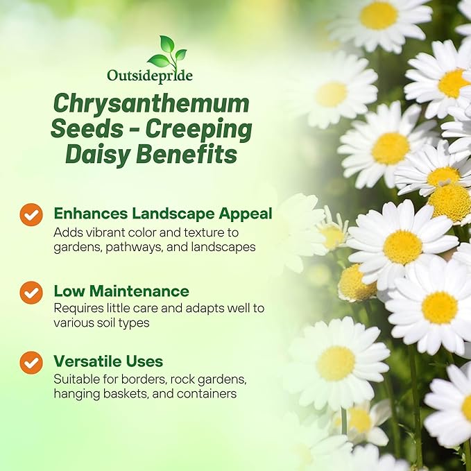 Outsidepride Creeping Daisy Chrysanthemum Seeds - 5,000 Pcs. Annual, Drought Tolerant Flower Seeds for Planting in Pollinator Gardens, Cut Flowers & Low Maintenance Landscaping