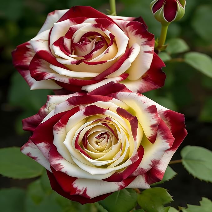 Rare Twin Red White Rose Seeds for Planting, 100+pcs Rare Red White Rose Flower Seeds Plants,Non-GMO Heirloom Home Garden Ground Cover Beauty Flowers for Outdoors Indoors
