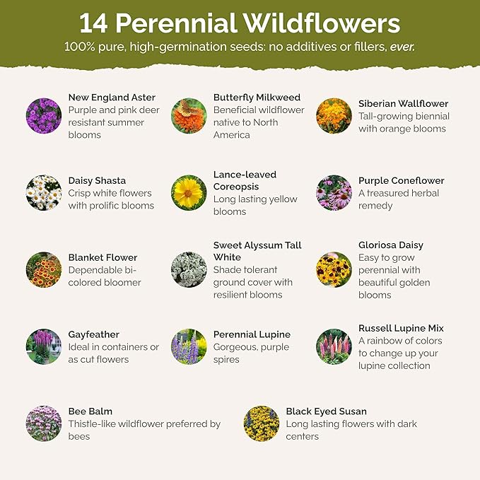 Eden Brothers Northeast All Perennial Wildflower Mixed Seeds for Planting, 1 lb, 480,000+ Seeds with Milkweed, NE Aster | Attracts Pollinators, Plant in Spring or Fall, Zones 3, 4, 5, 6, 7, 8, 9, 10