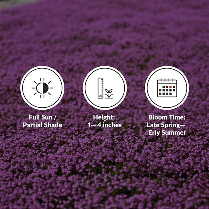 20,000+ Creeping Thyme Seeds Ground Cover, Non-GMO Perennial Flower Seeds, Hardy Thymus Serpyllum, Creeping Phlox Alternative for Landscaping & Garden Paths (Purple)