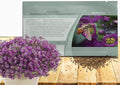 Outsidepride Oriental Nights Alyssum Seeds - 5000 Pcs Annual, Drought-Tolerant & Pollinator-Friendly Ground Cover Seeds w/Fragrant Honey Blooms for Low-Growing Xeriscaping & Outdoor Planting