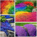 5200+ Mixed Creeping Thyme Seeds for Outdoor Planting - Perennial Ground Cover Flowers, Thymus serpyllum, Fast-Growing & Drought-Tolerant, Ideal for Large Gardens & Container