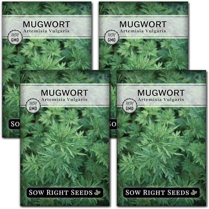 Sow Right Seeds - Mugwort Seeds for Planting - Non-GMO Heirloom Packet with Instructions to Plant an Outdoor or Indoor Herb Garden - Rare Perennial, Wild Wormwood - Medicinal & Culinary Cronewort (4)