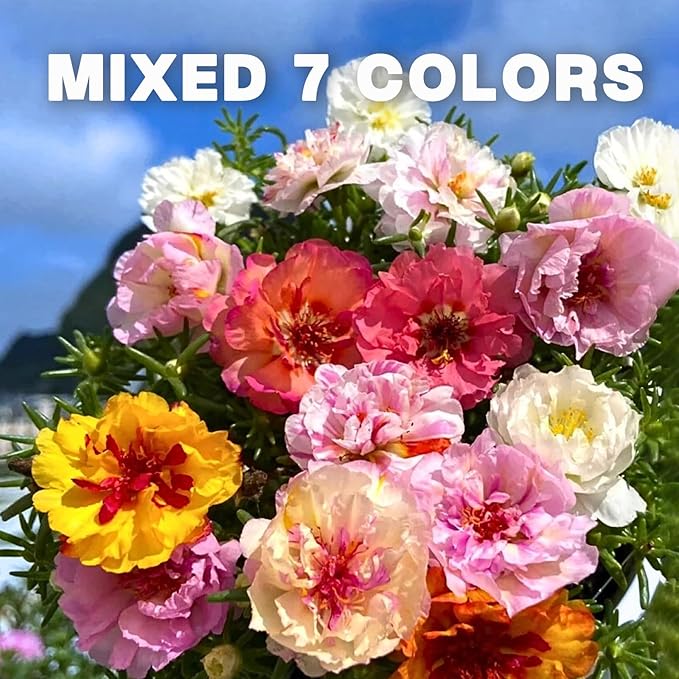 Portulaca Grandiflora & Moss Rose Seeds | 10,000+ Annual Non-GMO Heirloom Seeds for Planting Moss Roses, Rock Gardens & Climbing Roses | High Germination, Beginner-Friendly
