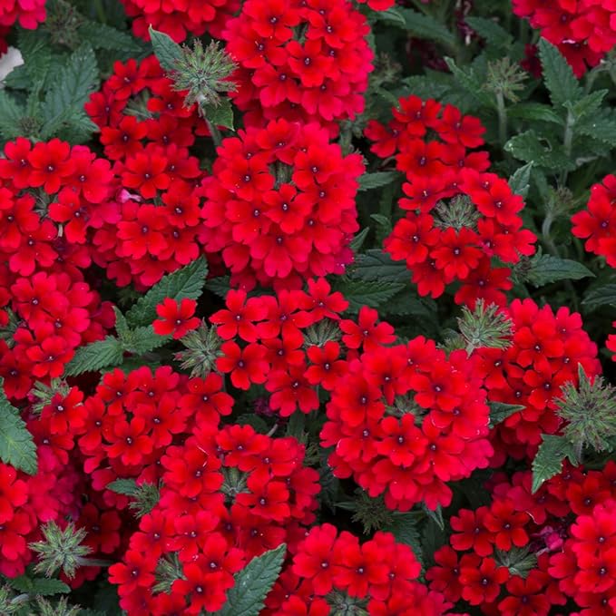 10000+ Perennial Verbena Flower Seeds for Planting Outdoors Non-GMO Heirloom