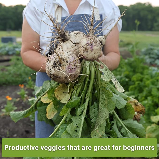 Sow Right Seeds - Collection of Turnip Seeds for Planting - Non-GMO Heirloom Packet with Instructions to Plant & Grow an Outdoor Home Vegetable Garden - 2 Varieties Include Purple Top & Snowball