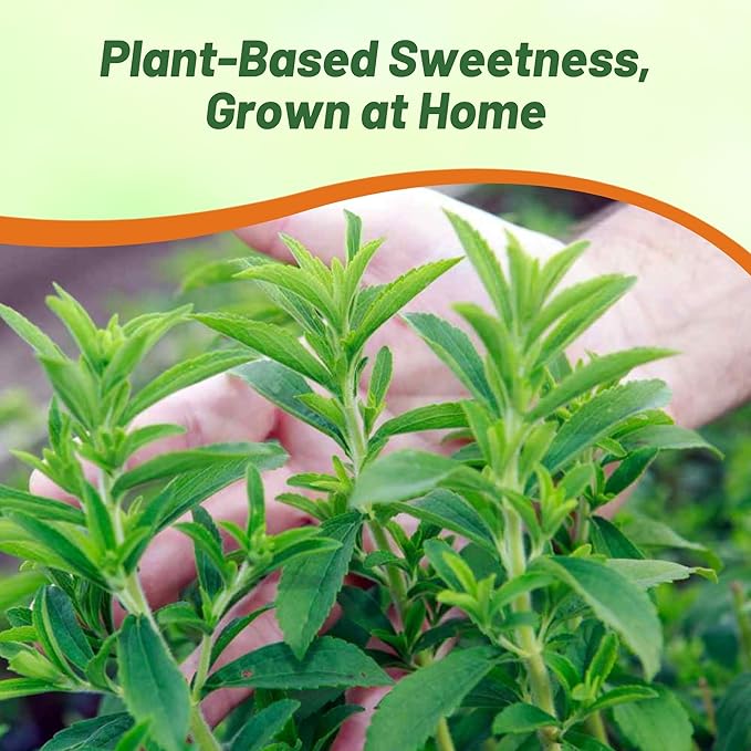 Outsidepride Stevia Sweetie Star Seeds - 25 Pcs. Perennial, Versatile & Low Maintenance, Herb Seeds for Planting Tender & Sweet Leaves, Great for Culinary Creations, Tea Blends, and Homemade Recipes